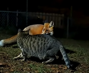 E1603011 A Silent Night Rescue — When a Cat Stood Against a Fox to Save a Baby Rabbit (Part 2)