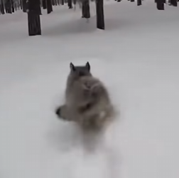 K1603007 🐶🐱Este Cachorro De Lobo Salvó a Su Mamá (Part 2)