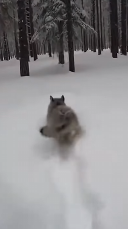 K1603007 🐶🐱Este Cachorro De Lobo Salvó a Su Mamá (Part 2)