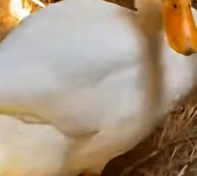 K1603012 ❤️ The Duck Who Raised a Crocodile as Her Own Baby (Part 2)