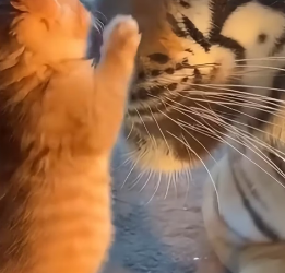 K1603010 A Kitten Fell Into the Tiger’s Enclosure (Part 2)