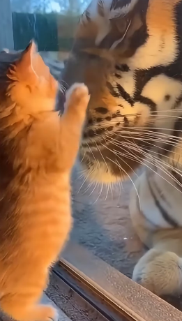 K1603010 A Kitten Fell Into the Tiger’s Enclosure (Part 2)