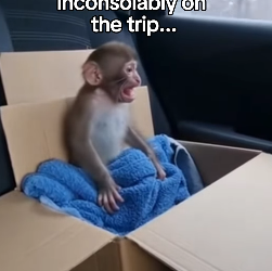 P2402001 The Little Monkey Who Found a Mom in a Toy ❤️ Real animal rescues that cross borders ❤️🐾 Giving ani (Part 2)
