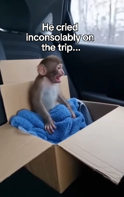 P2402001 The Little Monkey Who Found a Mom in a Toy ❤️ Real animal rescues that cross borders ❤️🐾 Giving ani (Part 2)
