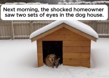 P1103005 A Shivering Fawn Snuck Into His Dog House (Part 2)