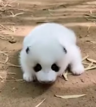 P0403001 This rescue didn’t go exactly as planned, but we never gave up. (Part 2)