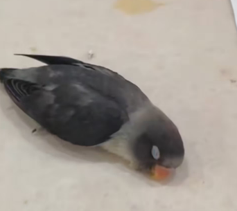 R1403010 It all started when I found a parrot trembling next to my car window (Part 2)