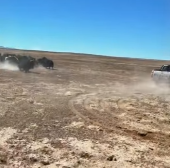 A1803004 Wild yaks seeking mates (Part 2)