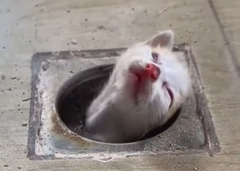 R1603011 I saw a cat in the sewer (Part 2)