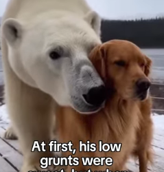 F1403004 He heard the low grunts all the way home ❤️ Real animal rescues that cross borders ❤️🐾 Giving anima (Part 2)