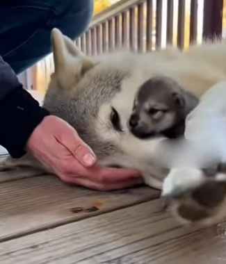 P1603005 Warning: May cause extreme happiness and occasional zoomies. (Part 2)