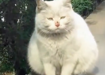 R1403006 A small abandoned cat hid a story that was not yet over (Part 2)