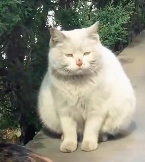 R1403006 A small abandoned cat hid a story that was not yet over (Part 2)