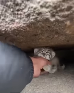 P1303003 In a rock crevice, a Pallas’s kitten cries as wolves circle below (Part 2)