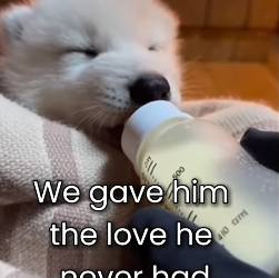 Every life is worth the effort. Watch this incredible journey to freedom. 🐾 (Part 2)