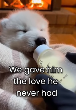 Every life is worth the effort. Watch this incredible journey to freedom. 🐾 (Part 2)