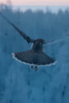 P0203006 lives of snow leopard her cub are in danger. It is touchi… (Part 2)