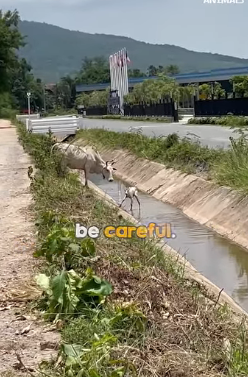 I1403001 Compassion is one of finest qualities humans (Part 2)