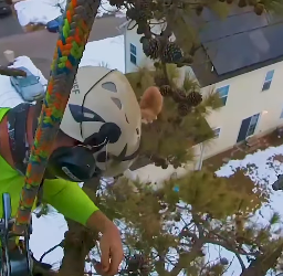 I1603004 Hero Climber Rescues Stranded Kitten ❤️🙏 (Part 2)