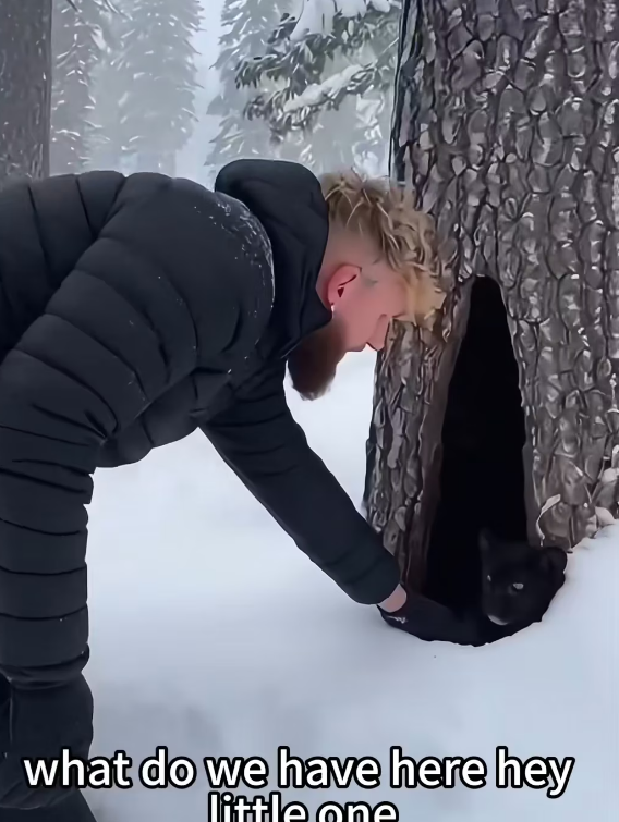 F2802012 An injured black panther comes seeking help,then (Part 2)