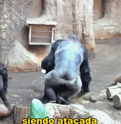 A1403010 The chimpanzee couple’s happy life was disrupted by their own child. (Parte 2)