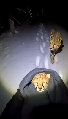 P0603018 cheetah was sca (Part 2)