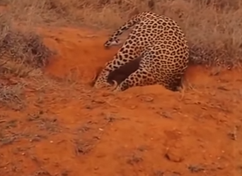 A1603005 What creature has trapped the leopard in Dongli (Part 2)