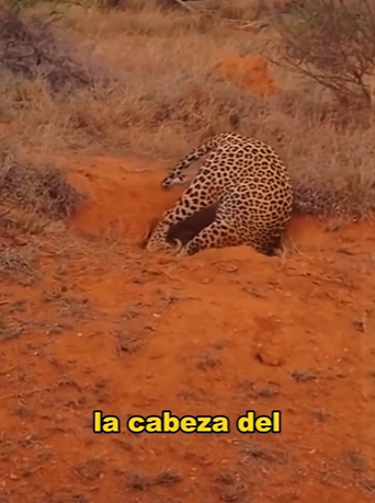 A1603005 What creature has trapped the leopard in Dongli (Part 2)