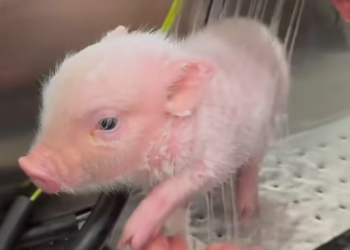R1803001 I found a lost piglet and it looked so pitiful that I decided to take it home (Part 2)