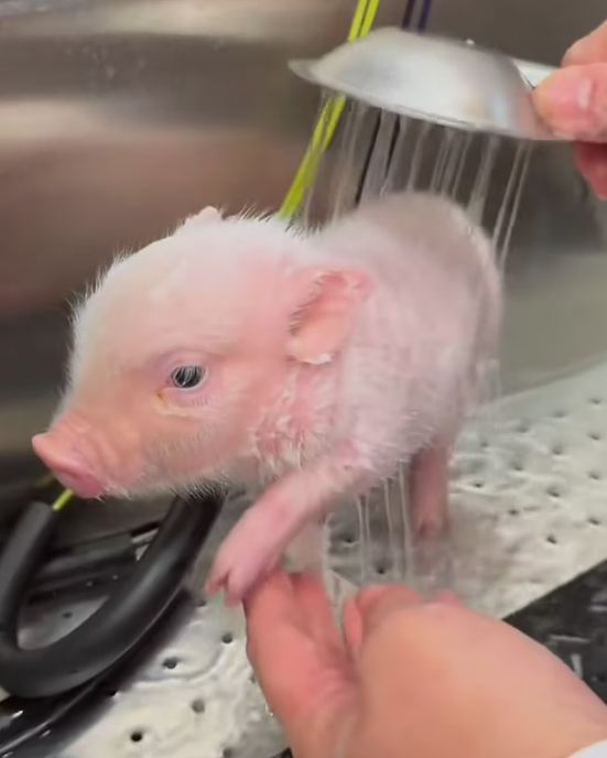 R1803001 I found a lost piglet and it looked so pitiful that I decided to take it home (Part 2)