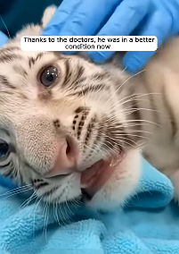 P0403011 white tiger cub gets dragged across snow (Part 2)