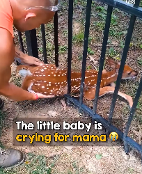 I1803002 The little cries for her mama to come save her 😭 (Part 2)