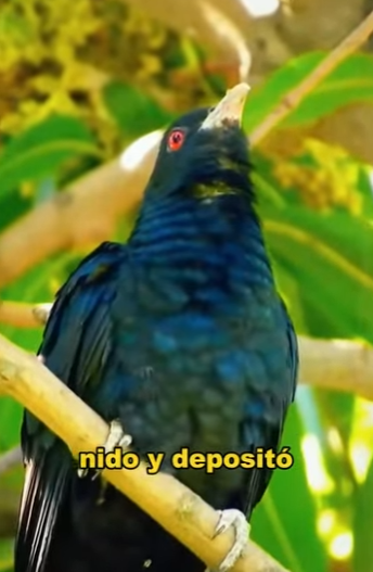 A1803010 The mother bird actually fed baby birds that weren’t her own to grow up (Part 2)