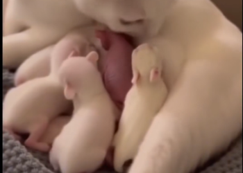 F1403003My Cat became a mother to a tiny Rabbit � Real animal rescues that cross border (Part 2)