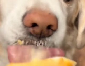 A1803002 ¡Cómo ayudar a tu perro a llegar a los 20 años! (Part 2)