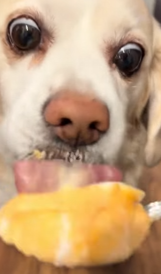 A1803002 ¡Cómo ayudar a tu perro a llegar a los 20 años! (Part 2)