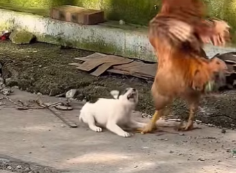 C1603011 abandoned puppy (Part 2)