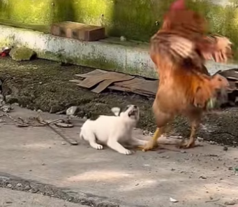 C1603011 abandoned puppy (Part 2)