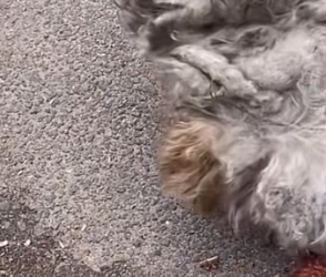 C1603010 If you don’t love that puppy, please don’t adopt it and then abandon it. Look back as if to thank (Part 2)