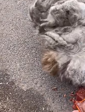 C1603010 If you don’t love that puppy, please don’t adopt it and then abandon it. Look back as if to thank (Part 2)