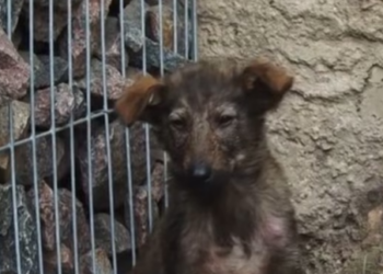 C1603009 Abandoned puppy in abandoned house (Part 2)