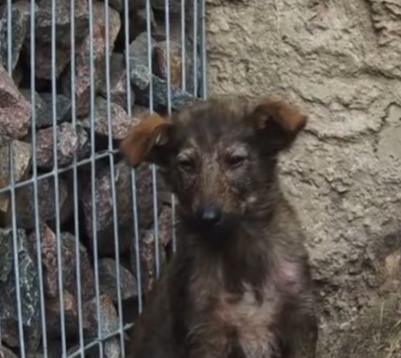 C1603009 Abandoned puppy in abandoned house (Part 2)