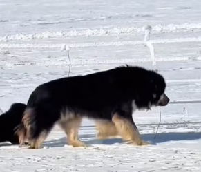 C1603008 abandoned dog in the snow (Part 2)