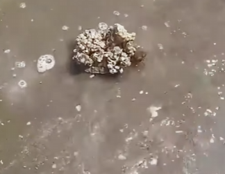 A1803003 Helping the sea turtles on the beach remove barnacles from their bodies (Part 2)