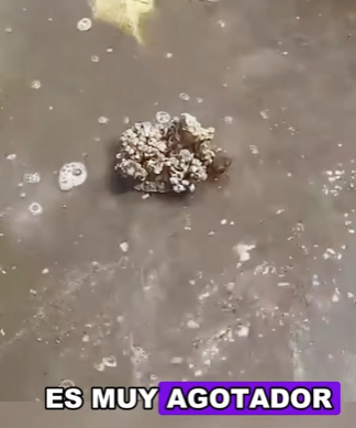 A1803003 Helping the sea turtles on the beach remove barnacles from their bodies (Part 2)