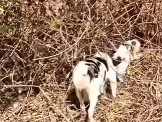 M1803004 💔 “El sol nos estaba consumiendo… mis cachorritos y yo estábamos a punto de rendirnos.” (Parte 2)