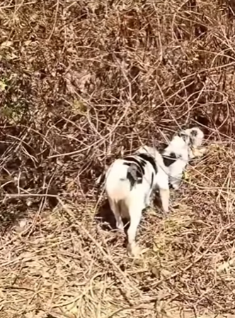 M1803004 💔 “El sol nos estaba consumiendo… mis cachorritos y yo estábamos a punto de rendirnos.” (Parte 2)
