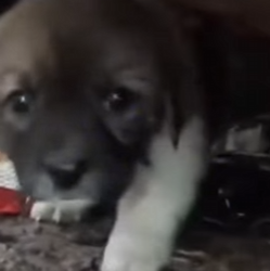 M1803002 💔“El cachorrito que vivía escondido bajo las rocas para sobrevivir al maltrato.” (Parte 2)
