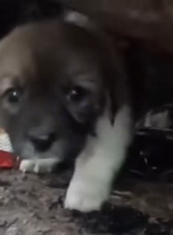 M1803002 💔“El cachorrito que vivía escondido bajo las rocas para sobrevivir al maltrato.” (Parte 2)