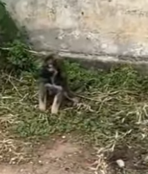 M1803003 💔 “Todos los días me pegaban con un cinto… hasta que alguien decidió salvarme” (Parte 2)